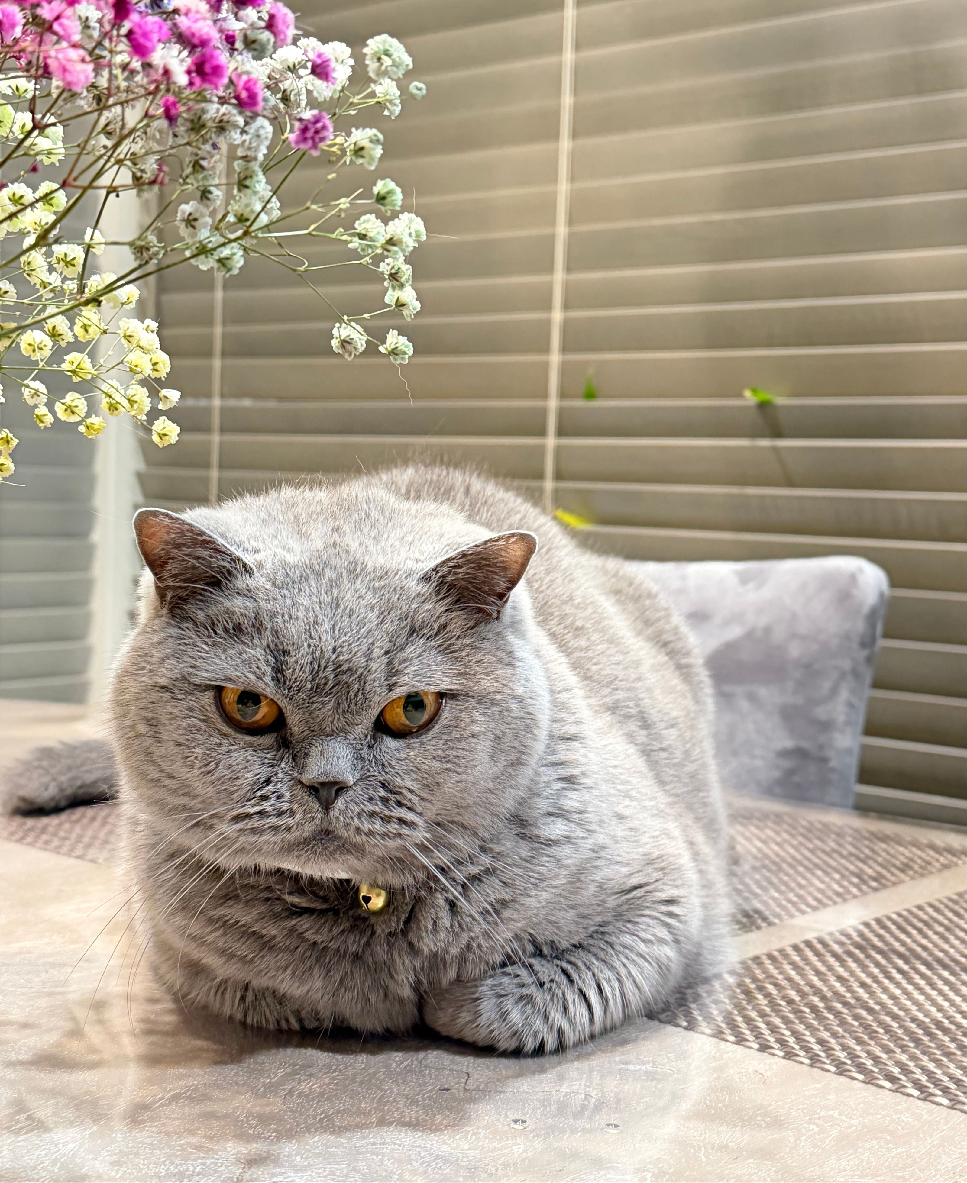 aaaa